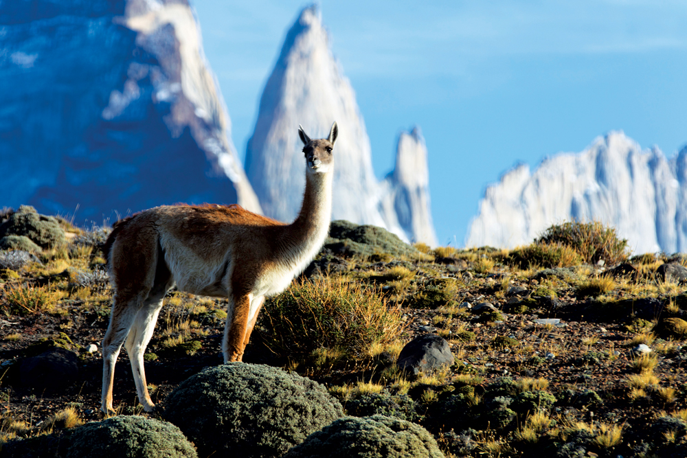 A guacano spotted in the Torres del Paine National Park
